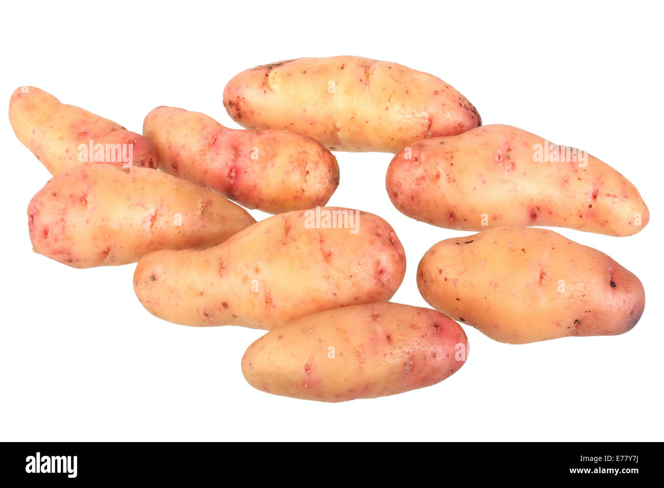 Potatoes, 'Bamberger Hörnchen' variety Stock Photo