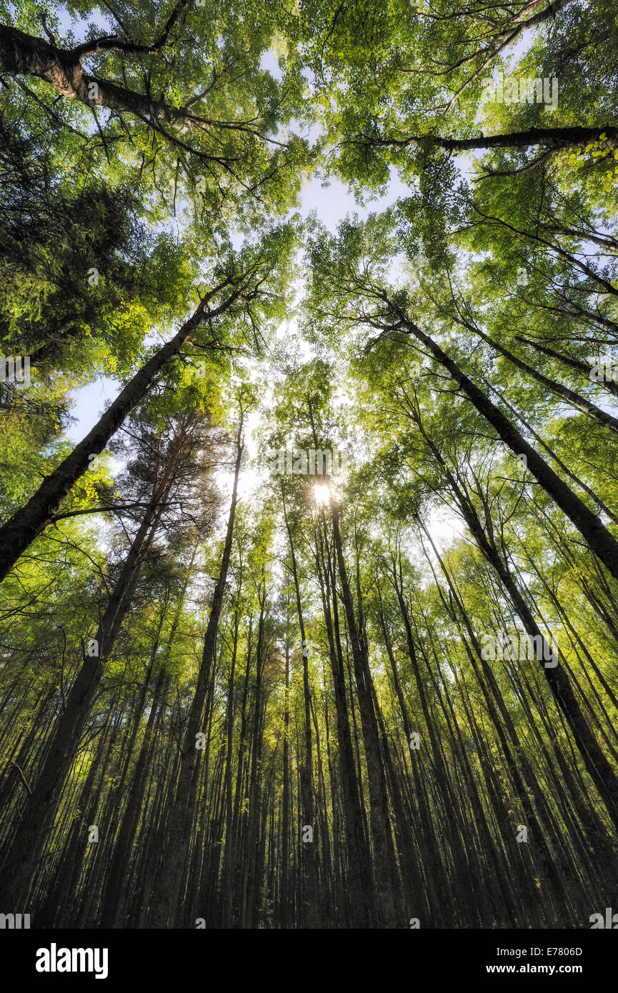 Low angle view of a forest Stock Photo