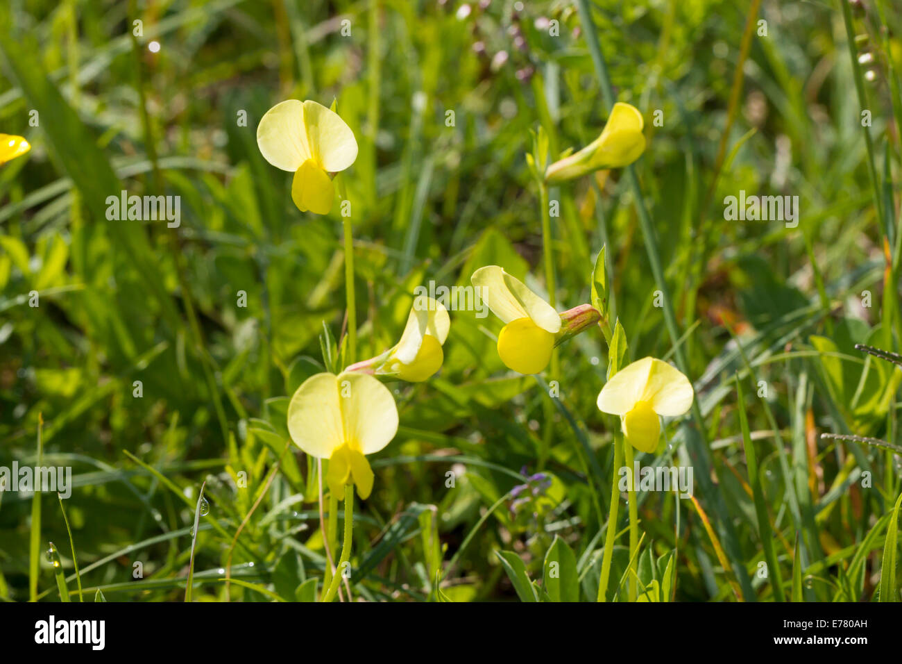 Dragon's Teeth Lotus maritimus Spargelbohne Spargelerbse Spargelklee Spargelschote Tetragonolobus maritimus Stock Photo