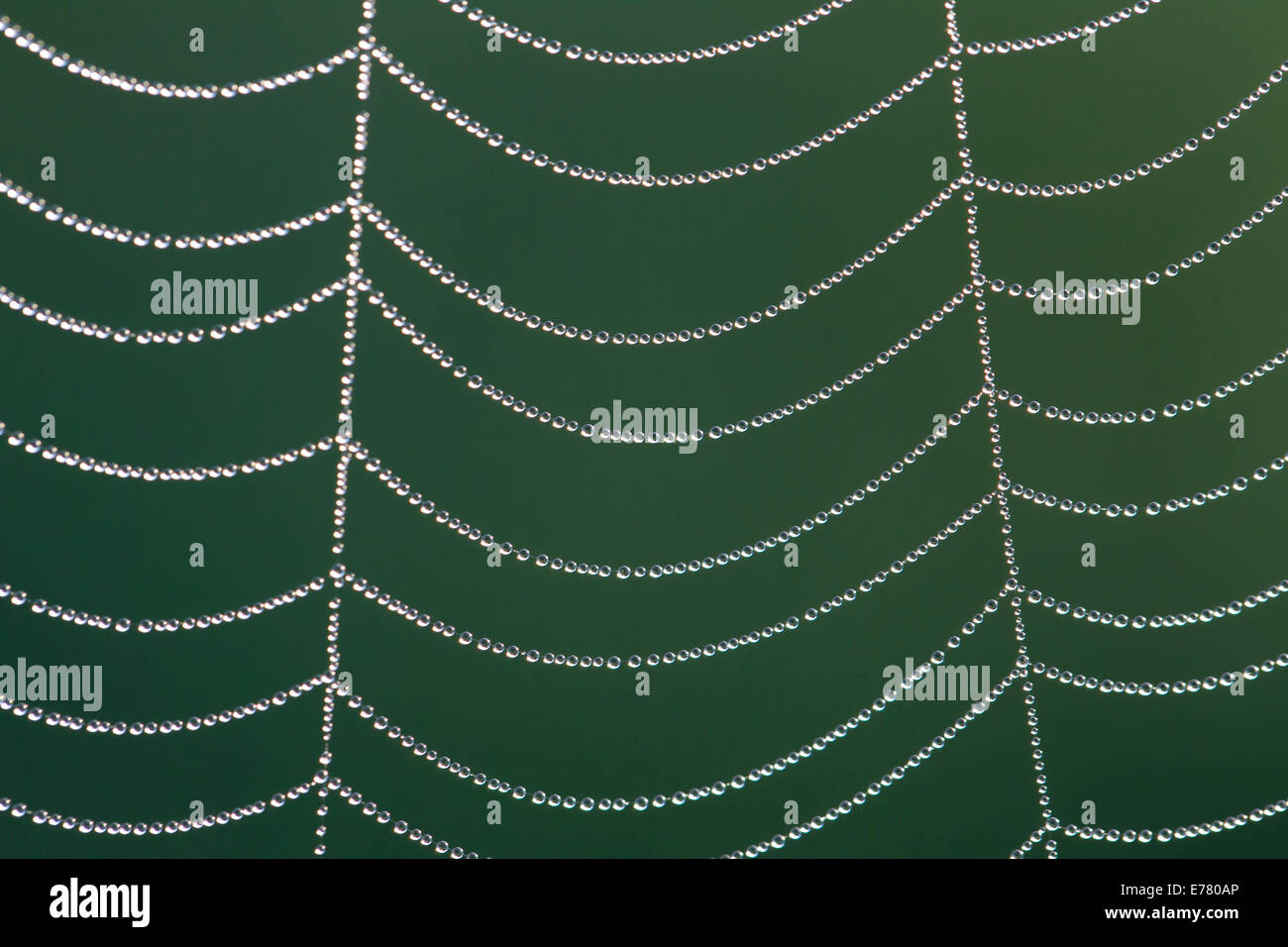 Spinnennetz im Morgentau Spider web in morning dew Stock Photo