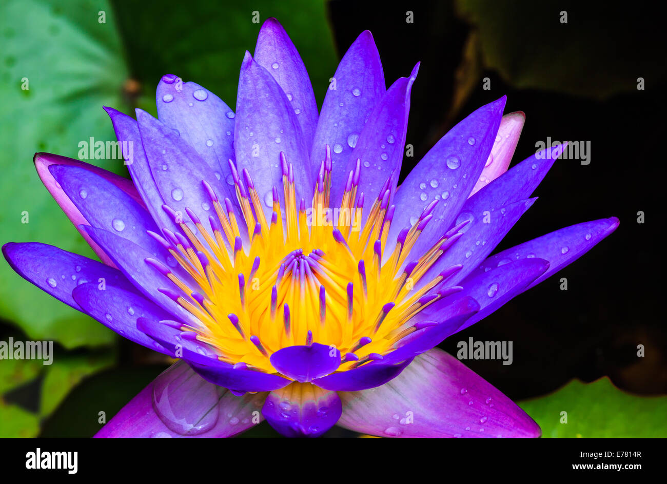 Purple water lily after rains Stock Photo