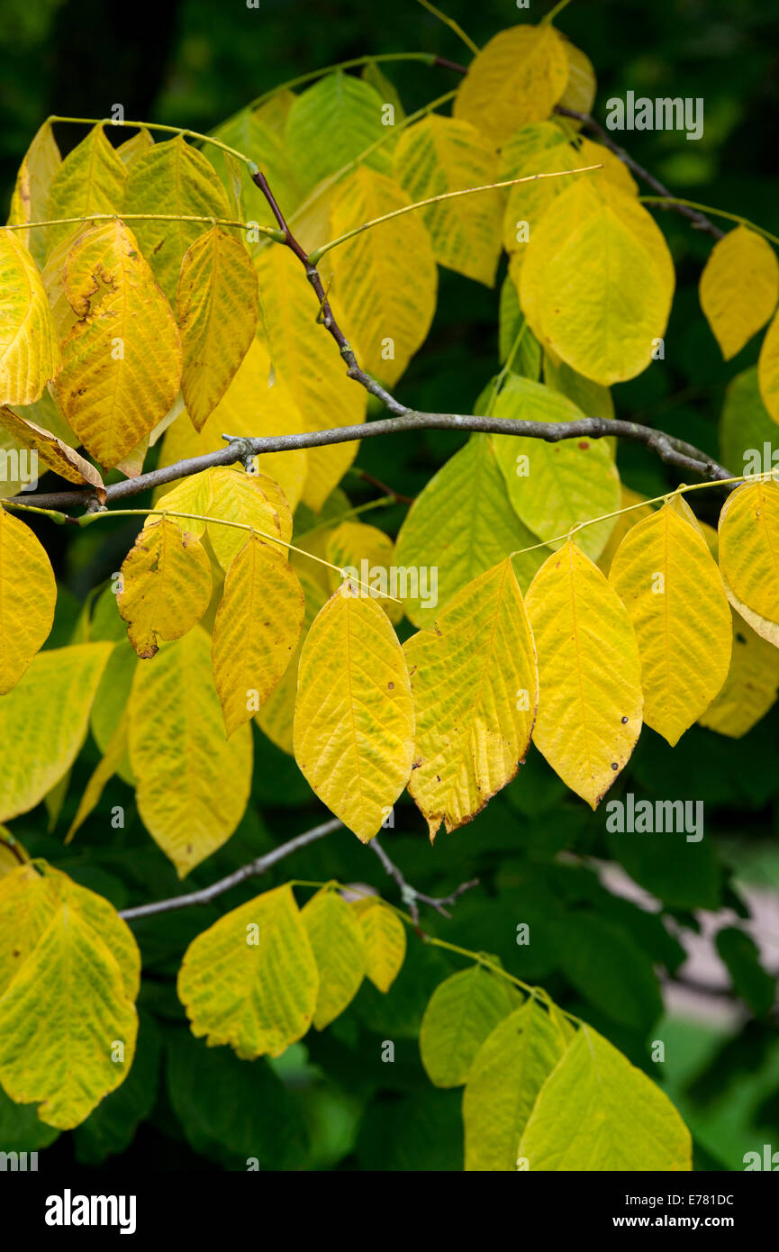 Yellowwood Tree Leaves
