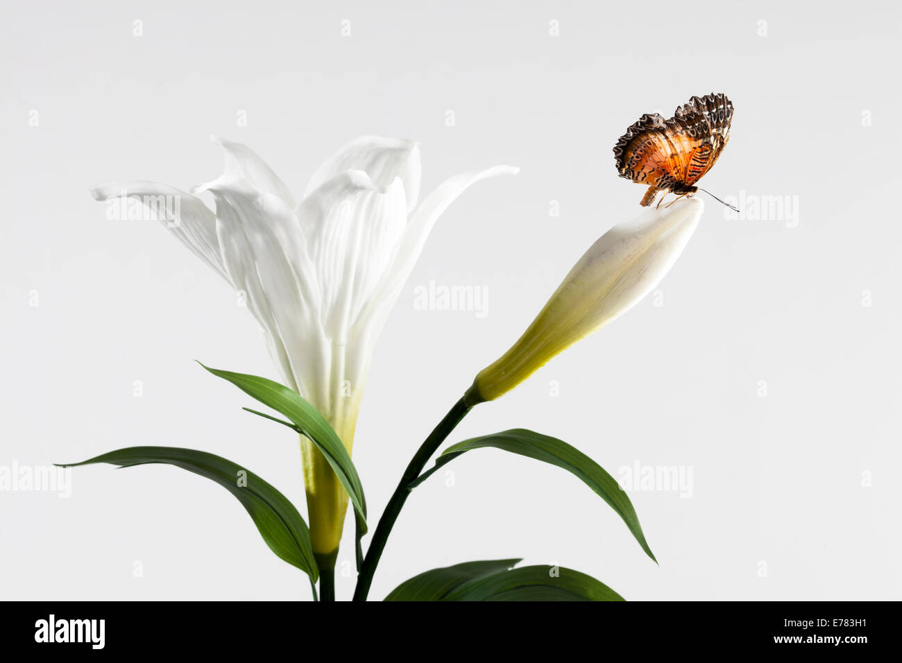 A butterfly on a white flower against white background Stock Photo - Alamy