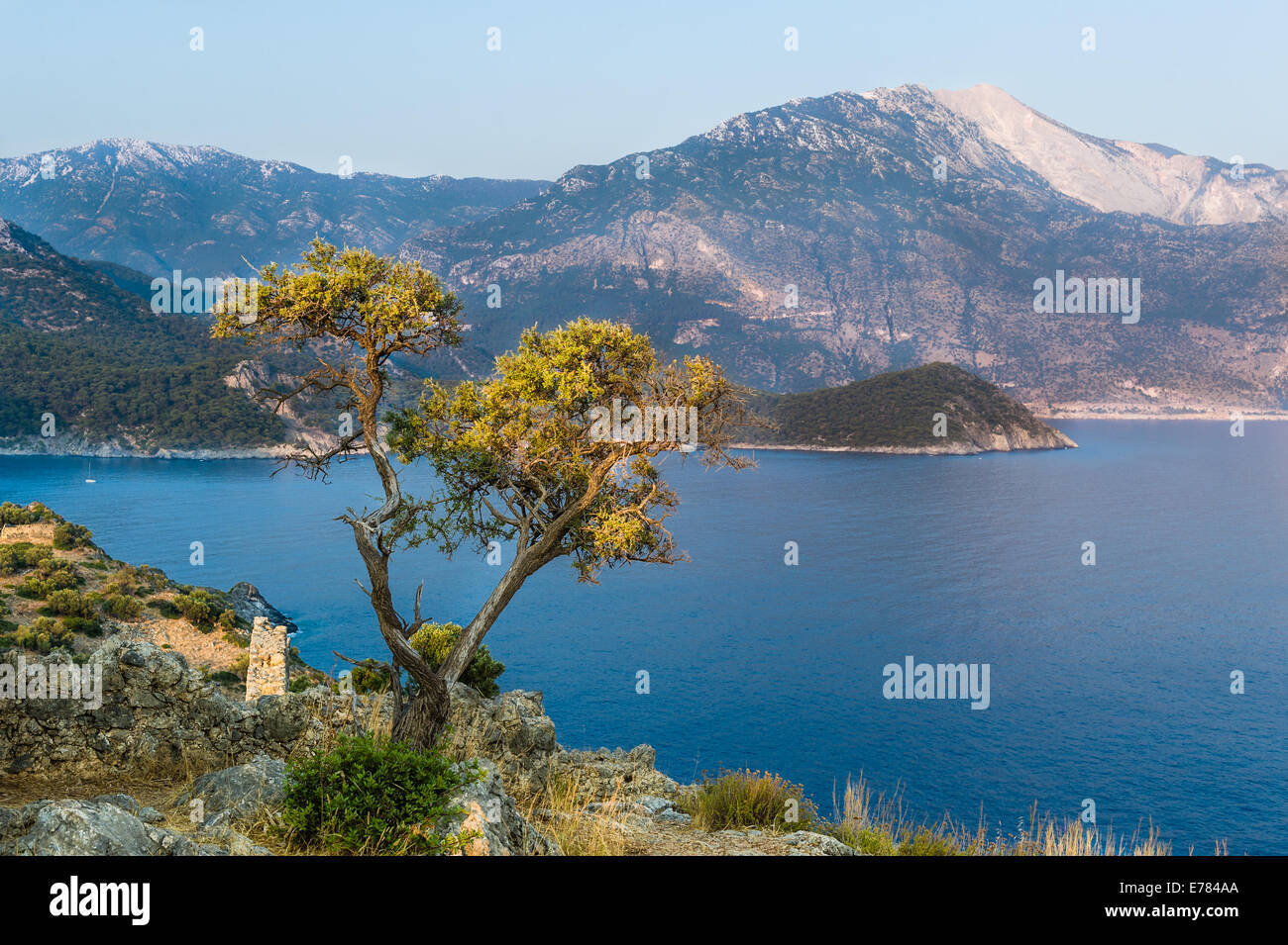 Tree on a cliff Stock Photo - Alamy