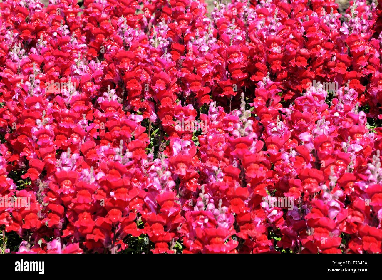 Pink snapdragon flowers nature background. Stock Photo