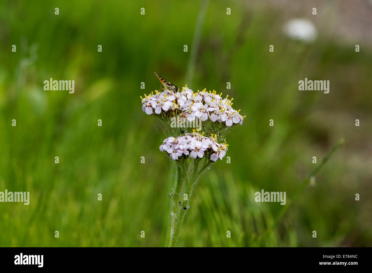 Flora and fauna art hi-res stock photography and images - Alamy