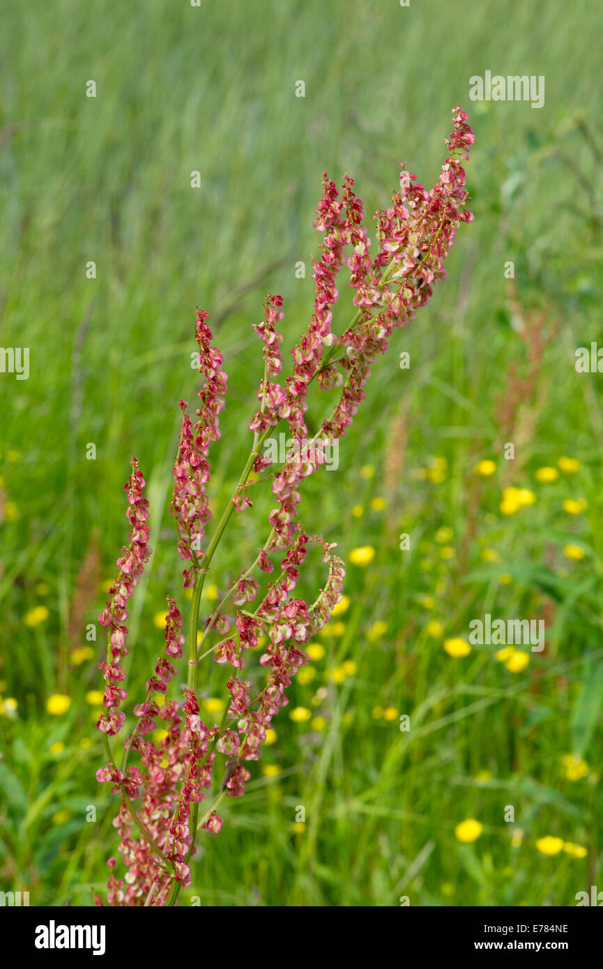 Flora and fauna art hi-res stock photography and images - Alamy
