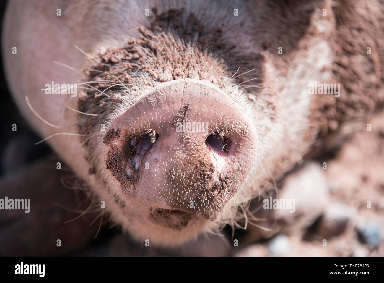 Pink pig Stock Photo