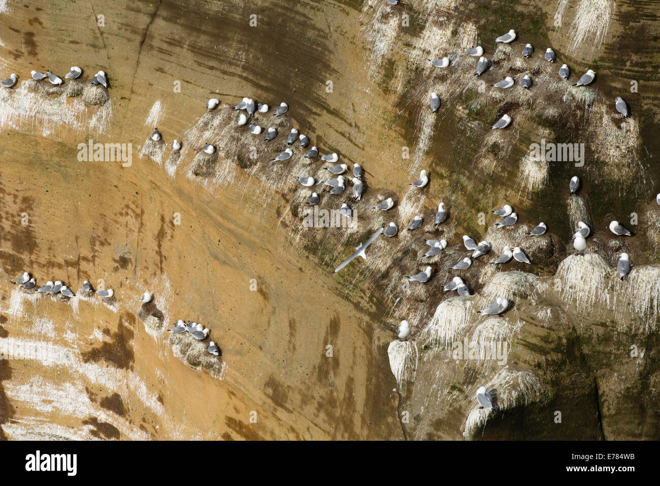 kittiwakes nesting on the cliffs at Pufubjarg, Snaefellsnes Peninsula, western Iceland Stock Photo