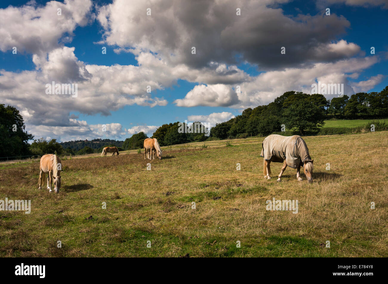 Horses grazing in a field in the Surrey Hills, UK Stock Photo