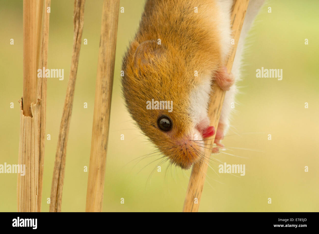 Harvest Mouse Stock Photo