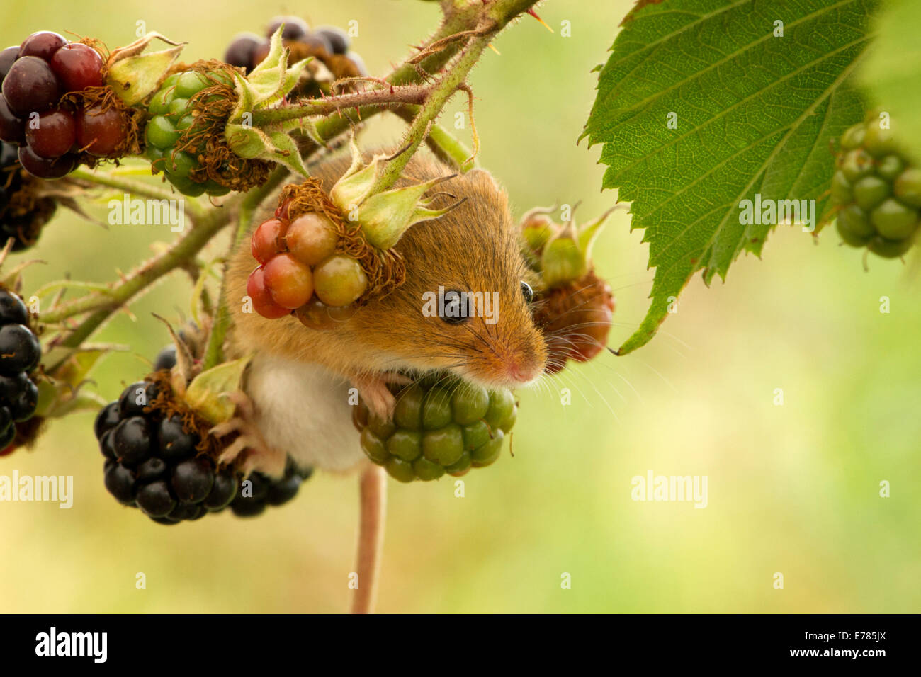 Harvest Mouse Stock Photo