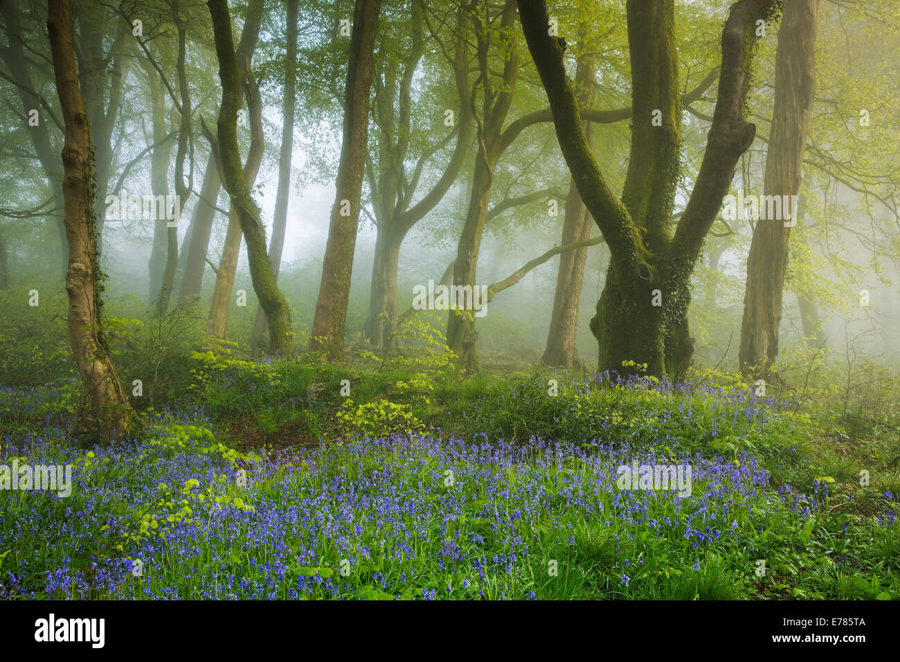 bluebells in the mist, the woods nr Minterne Magna, Dorset, England, UK Stock Photo
