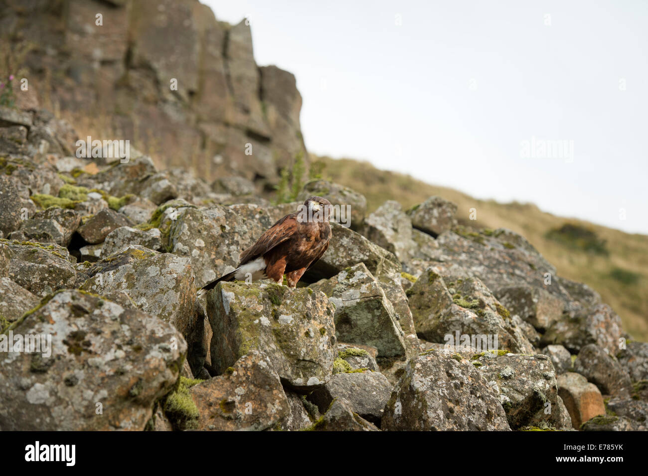 Hc Raptor Raptor anatomy hi-res stock photography and images - Alamy