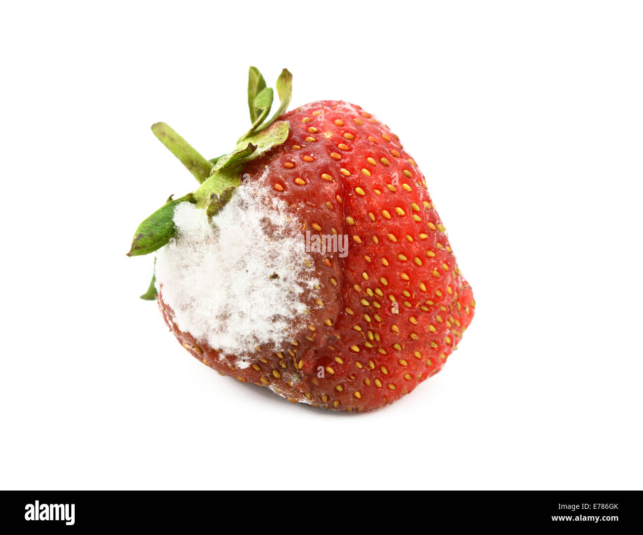 Red strawberry with a patch of mould, isolated on a white background Stock Photo