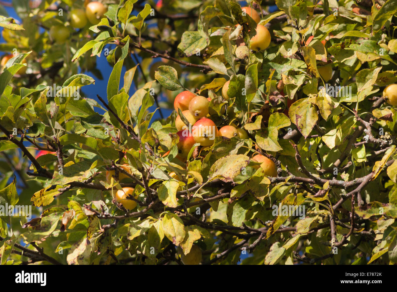 Autumn crab apples Stock Photo Alamy