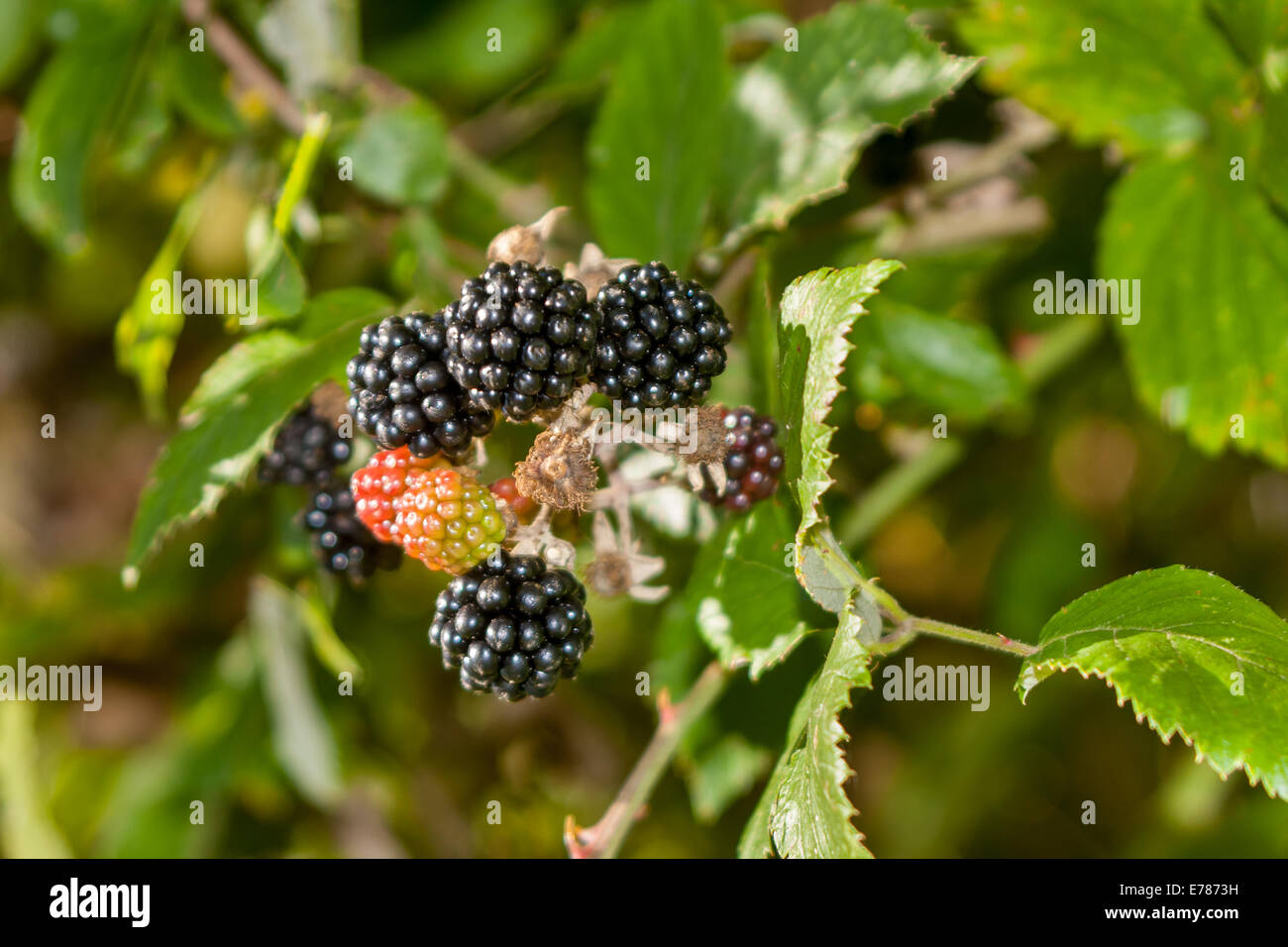 Wild Blackberries growing in the hedgerow in Rural England Stock Photo