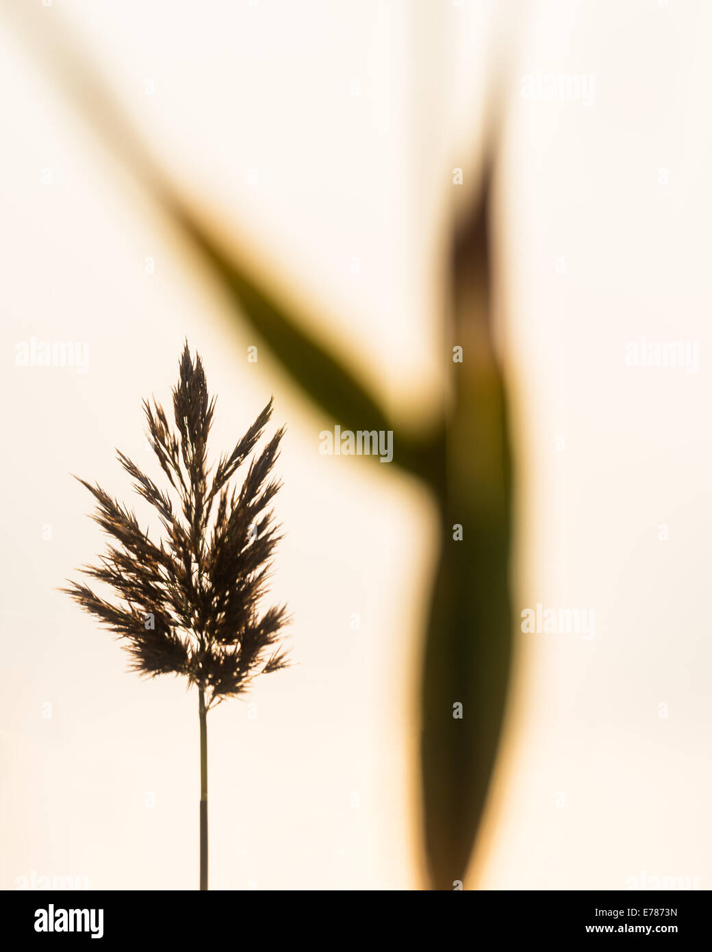 Close up of a backlit stalk of feathered grass Stock Photo