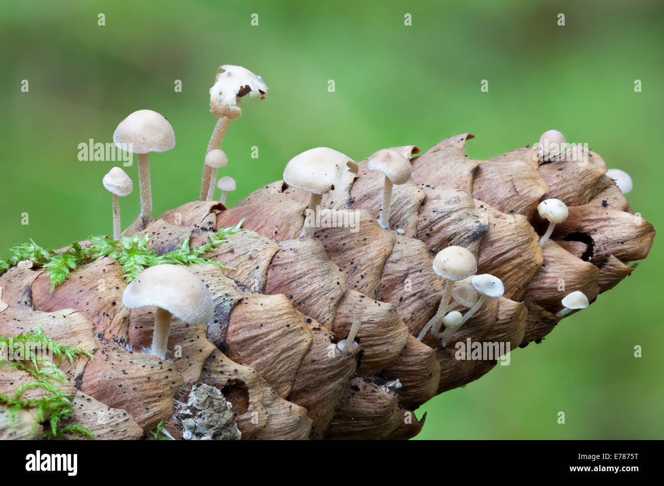 Conifercone cap, Baeospora myosura Stock Photo