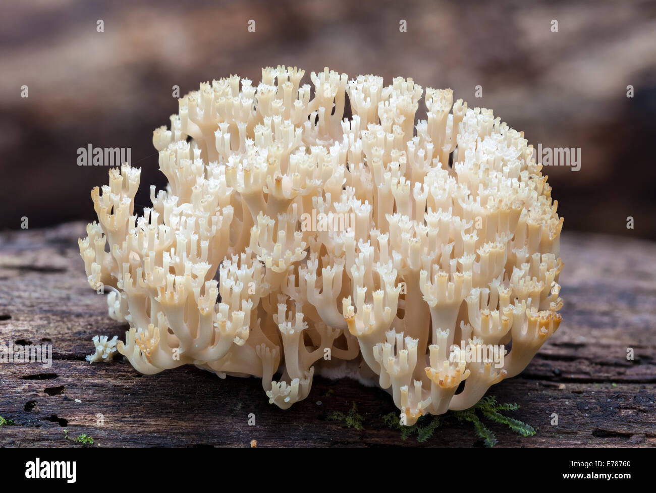 Crown-tipped coral fungus, Artomyces pyxidatus Stock Photo