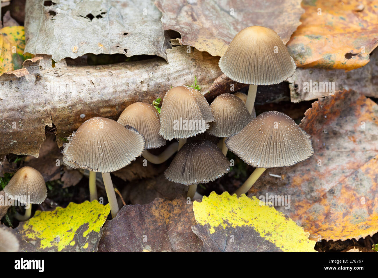 Mica cap mushrooms, Coprinellus micaceus Stock Photo