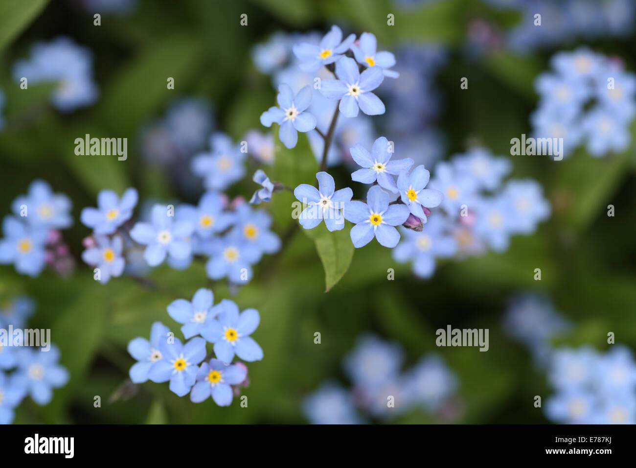 Close-up of forget-me-not. Stock Photo