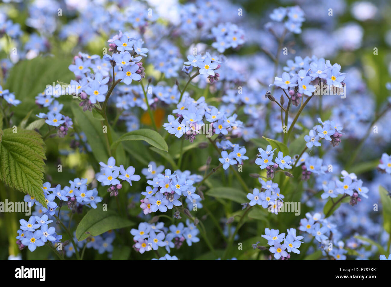 Forget-me-not. Stock Photo