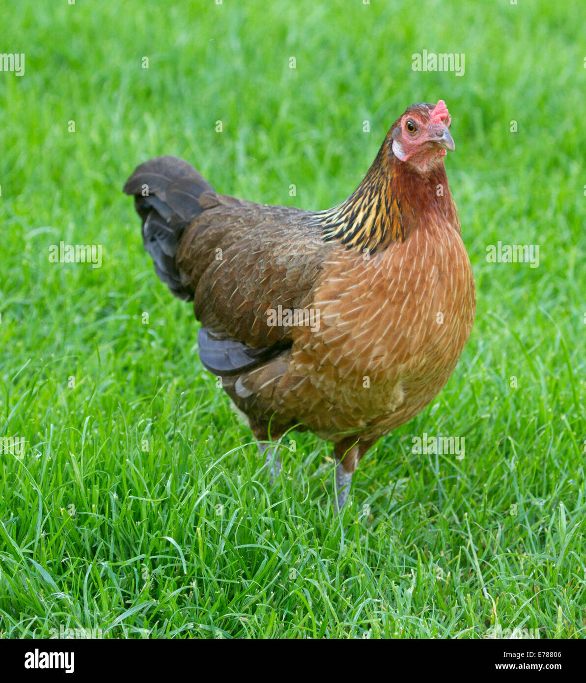 Free range hen, Derbyshire Redcap, wandering through emerald grass on  English farm Stock Photo - Alamy