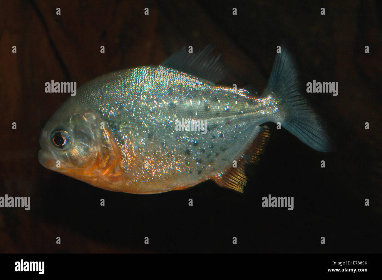 A Red-Bellied Pianha Fish. Stock Photo