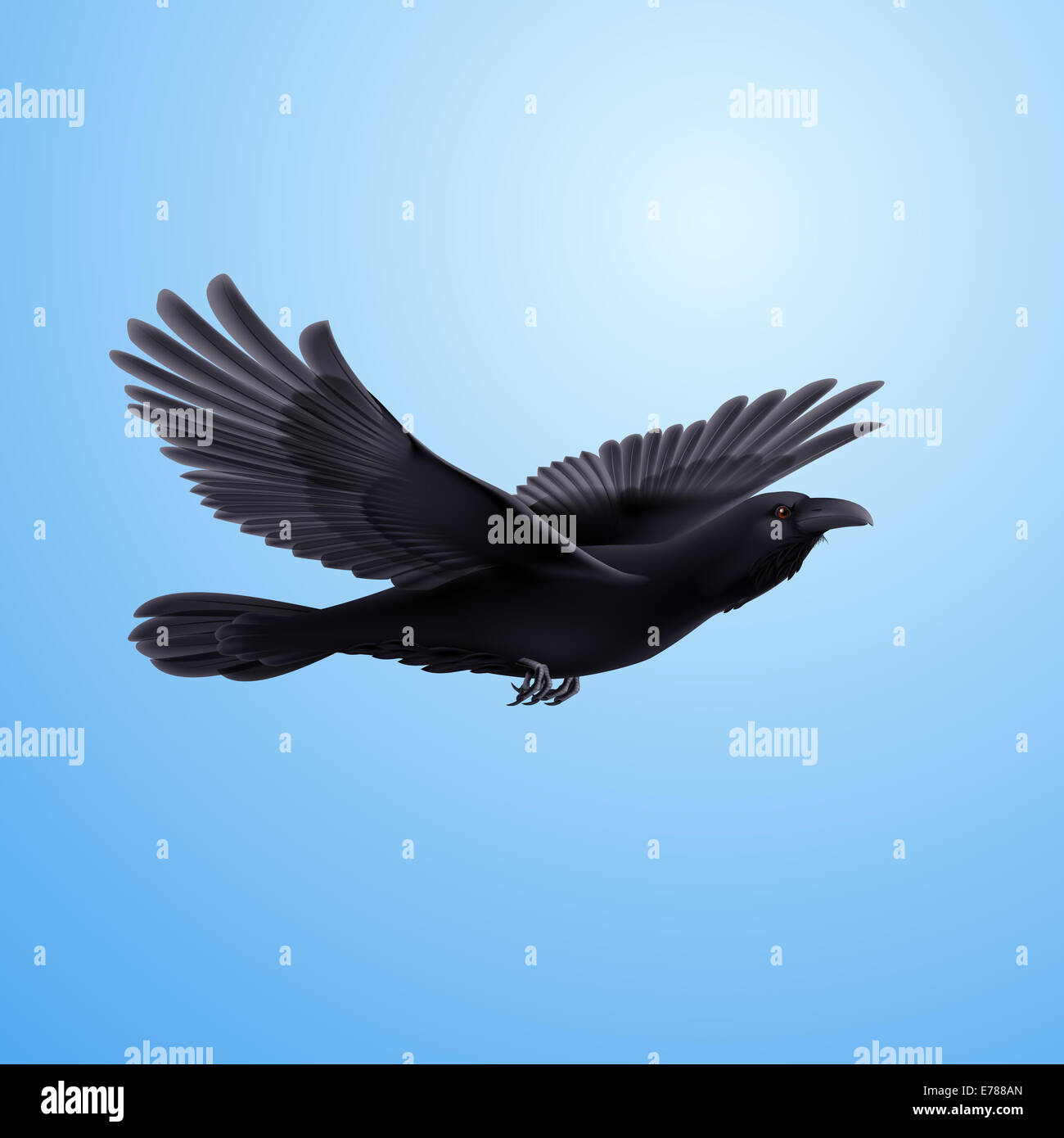 Black crow precipitously flying on the blue background Stock Photo Alamy