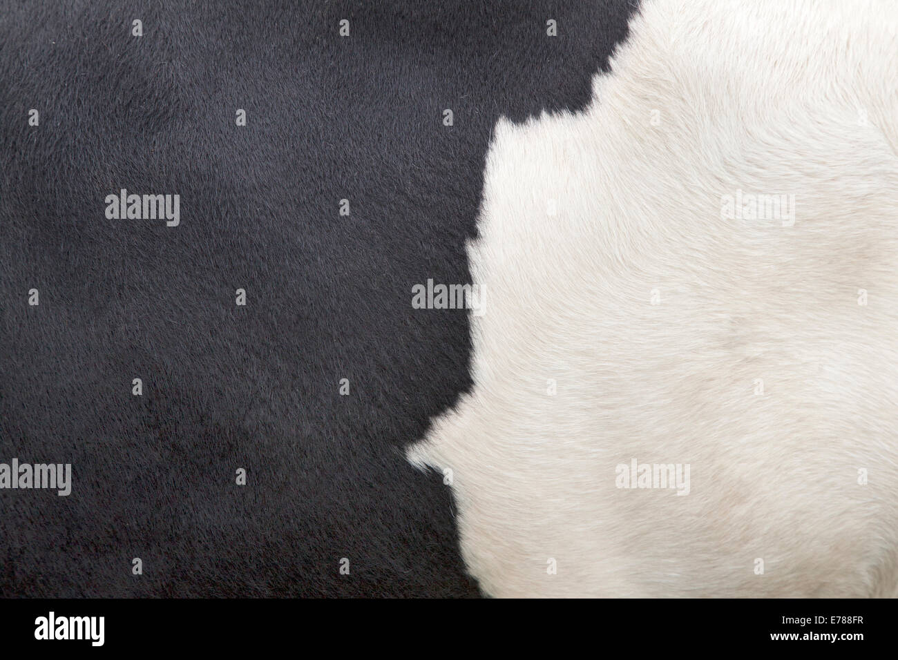 part of the pattern on hide of black and white cow Stock Photo