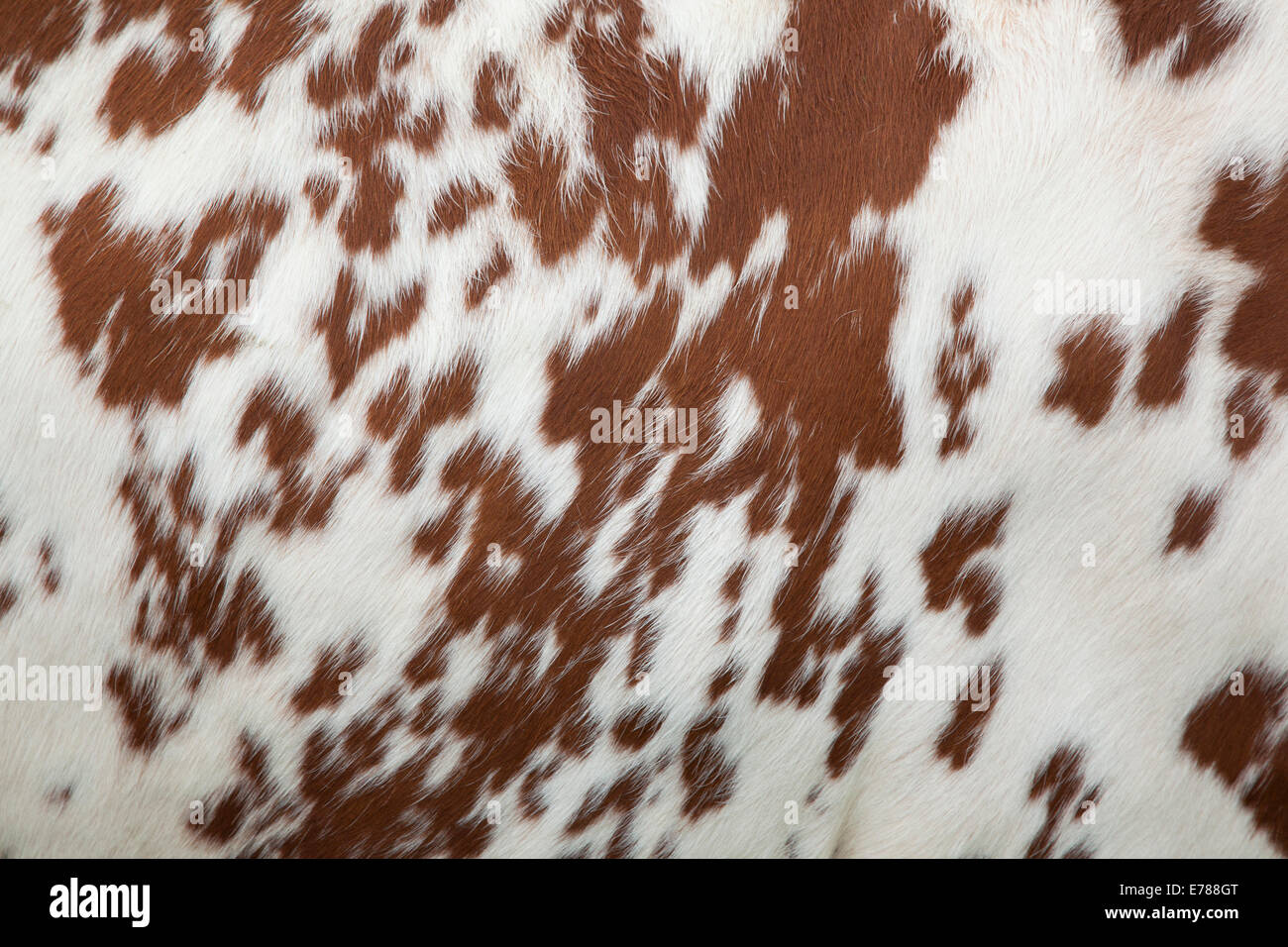 part of the pattern on hide of red and white cow Stock Photo