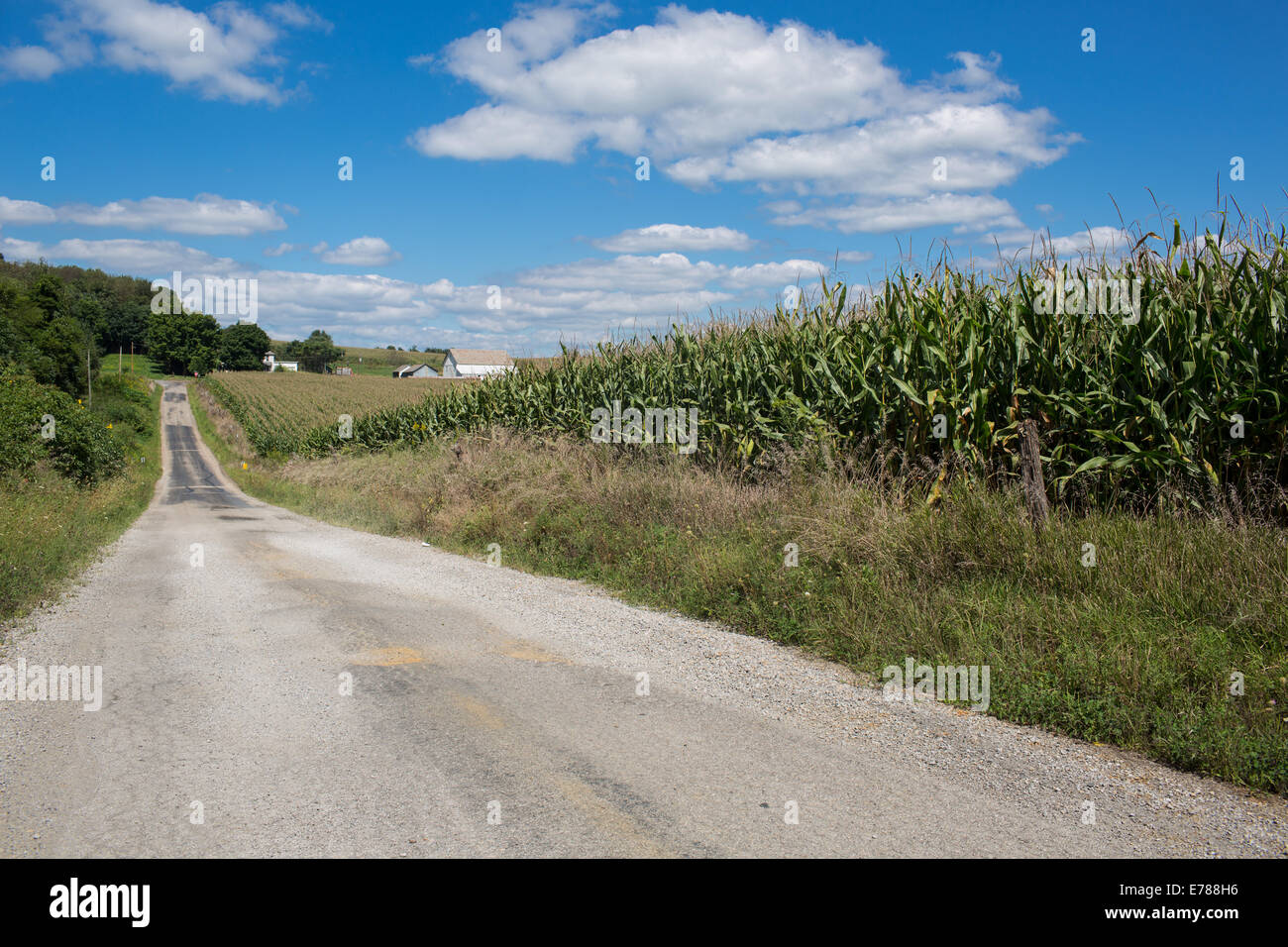 A Corn Field located in Rural Ohio Stock Photo