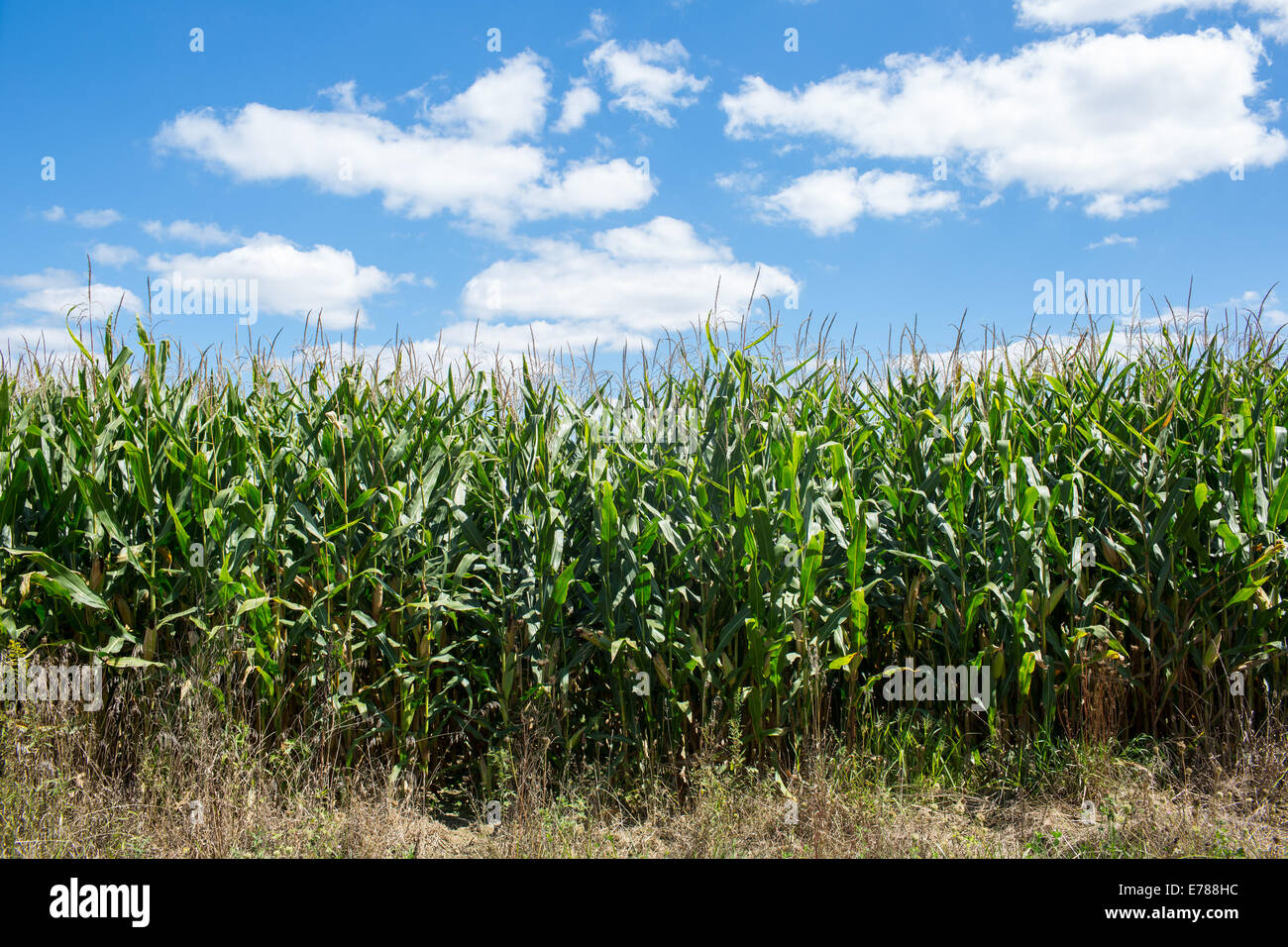A Corn Field located in Rural Ohio Stock Photo