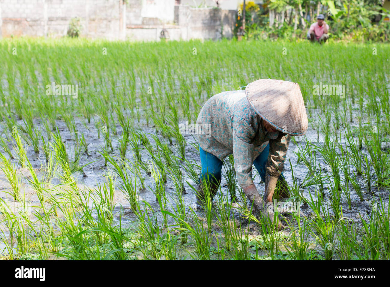 A rice farmer works the crops of rice fields on a hot sunny afternoon