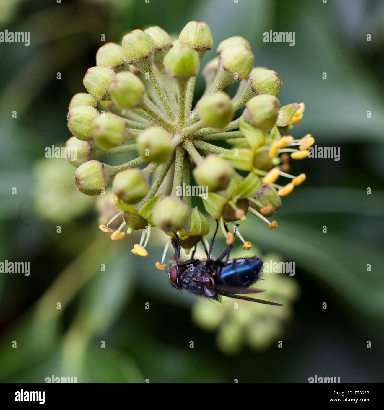 blue fly hanging under flower of hedera helix Stock Photo