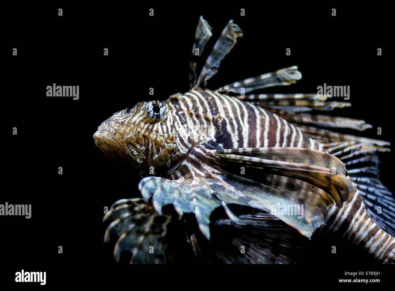 Lionfish, common lionfish, red lionfish, close up, head shot Stock Photo