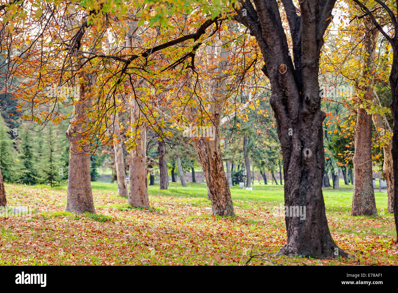 trees with fallen leaves in the park Stock Photo - Alamy