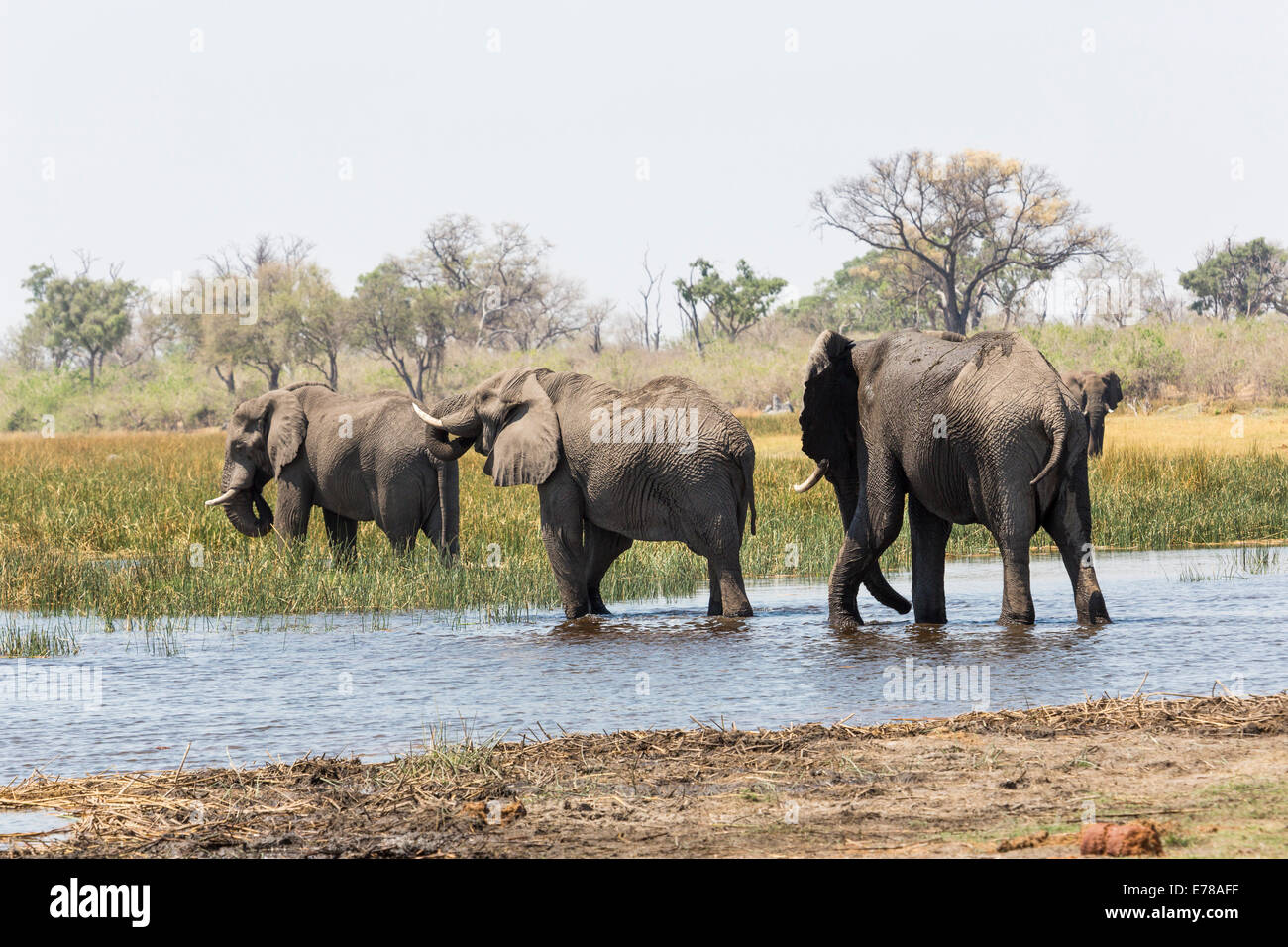 A family of African bush elephants (Loxodonta africana) walk through a waterhole in a swamp in the Okavango Delta, Kalahari, Botswana, southern Africa Stock Photo