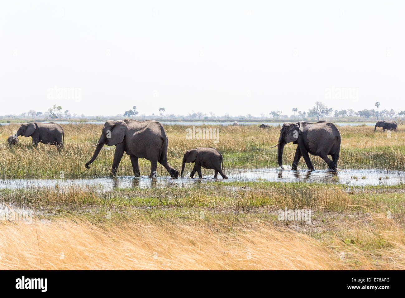 A family group of African elephants with a baby walk through a water hole in a swamp in the Okavango Delta, Kalahari, north Botswana, southern Africa Stock Photo