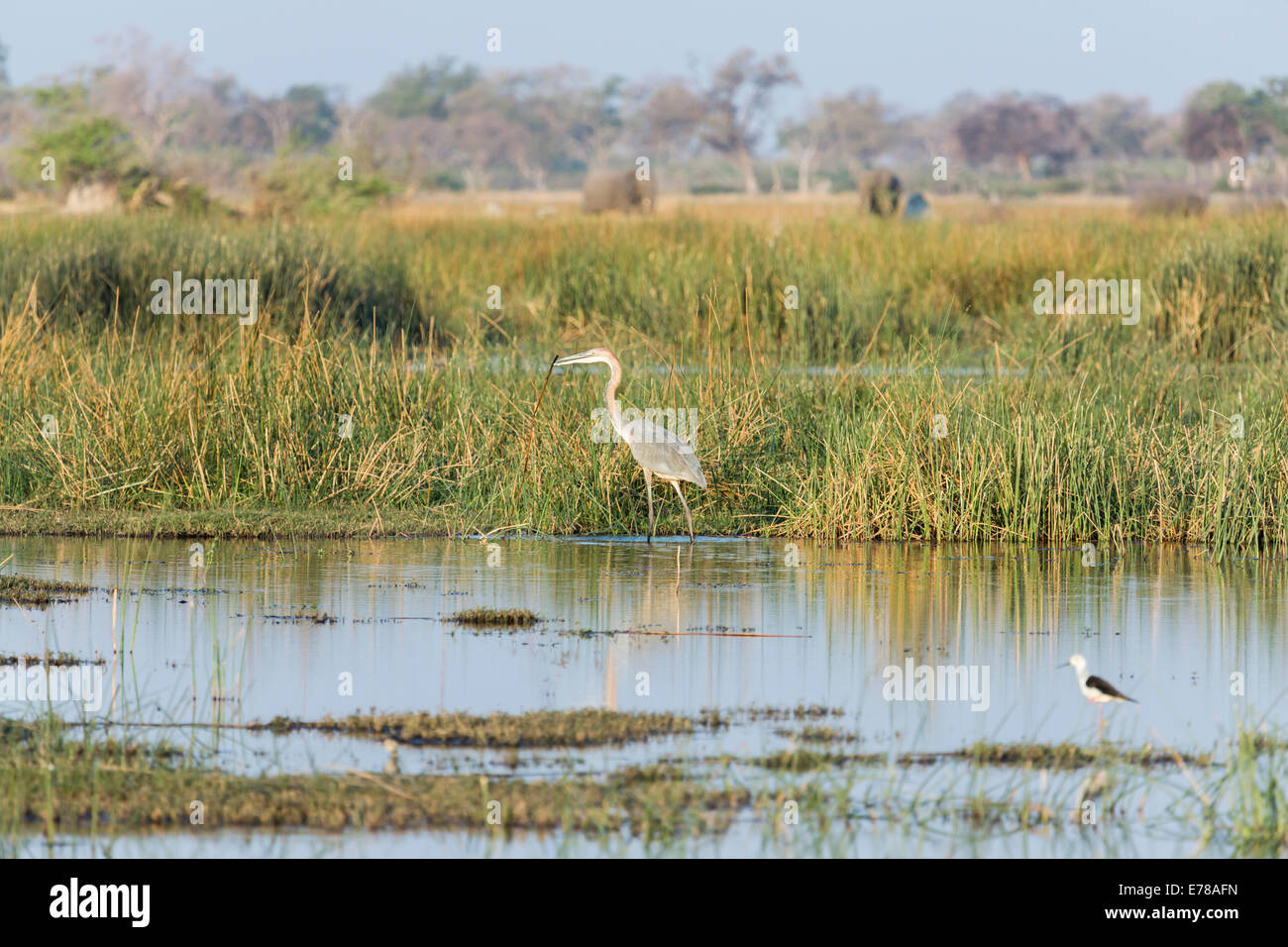 African bird wildlife: Purple heron (Ardea purpurea) in a swamp lagoon carrying a stick, Selinda Reserve, Okavango Delta, Botswana, southern Africa Stock Photo