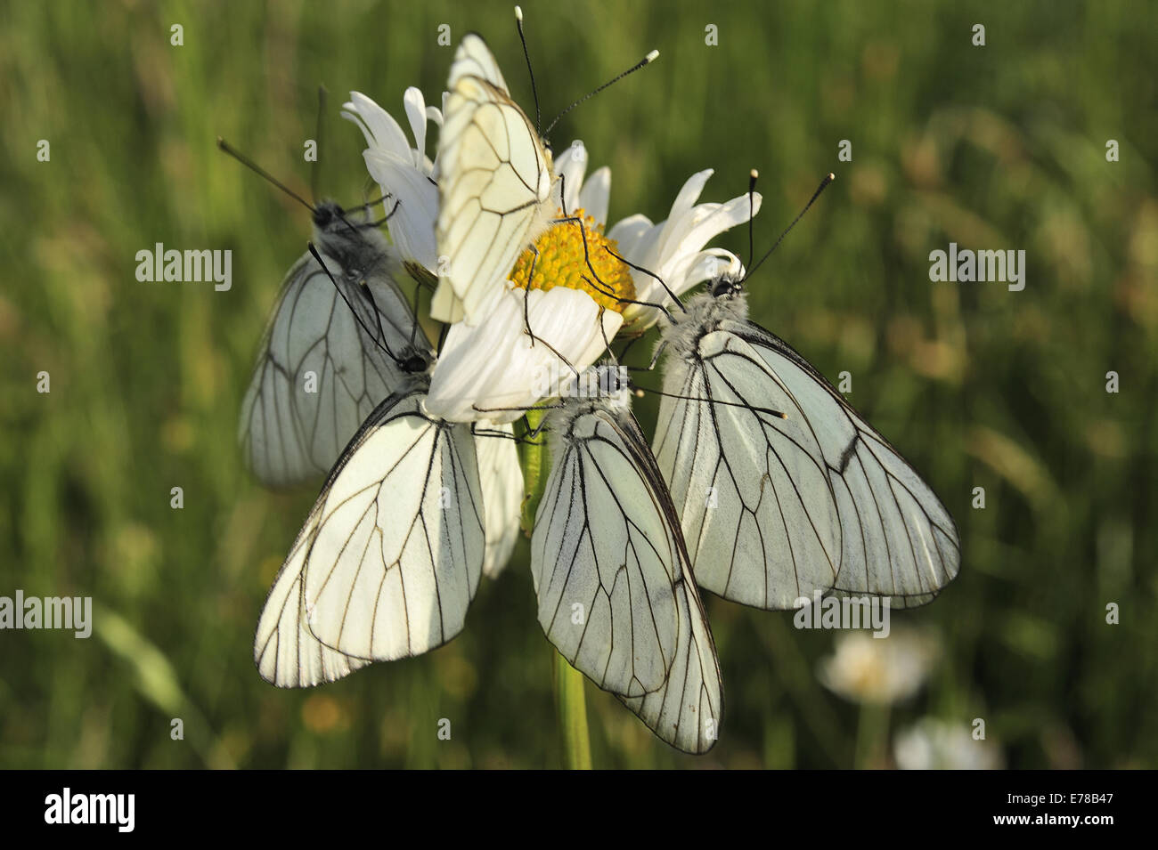 Italian Marbled White, Melanargia arge, Nymphalidae, Rascino Highplane, Rieti, Lazio, Italy, Europe Stock Photo
