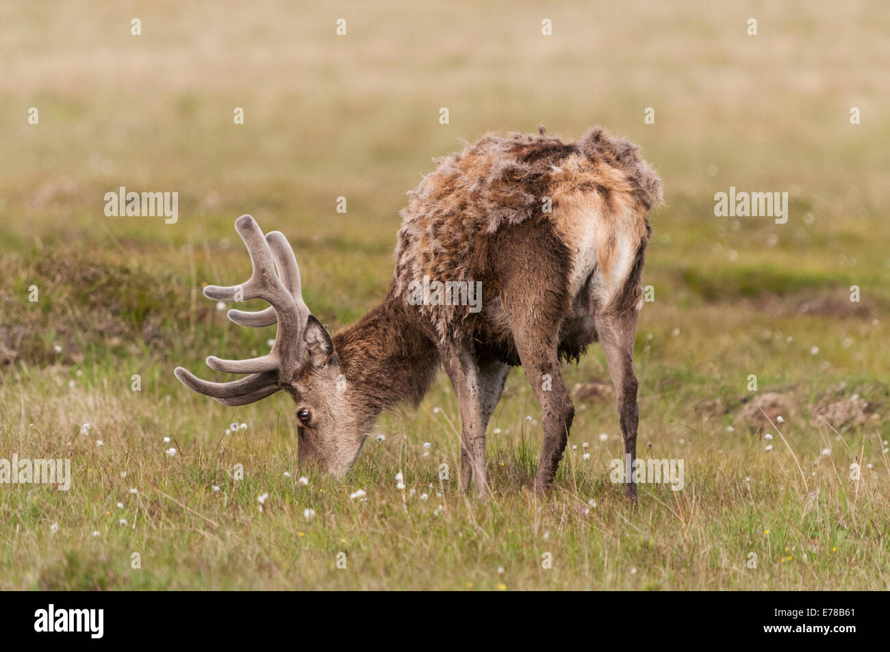 A Red Deer Stag, Cervus elaphus, with antlers covered in velvet, feeding in a field on the Isle of Islay Scotland Stock Photo