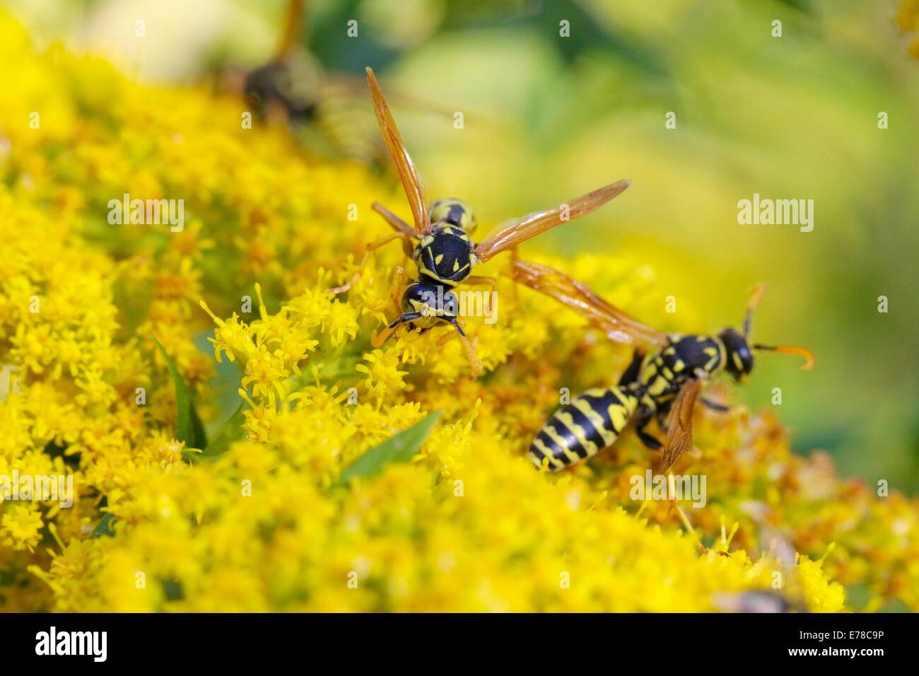 European paper wasps on Canadian goldenrod. Polistes dominula. Stock Photo
