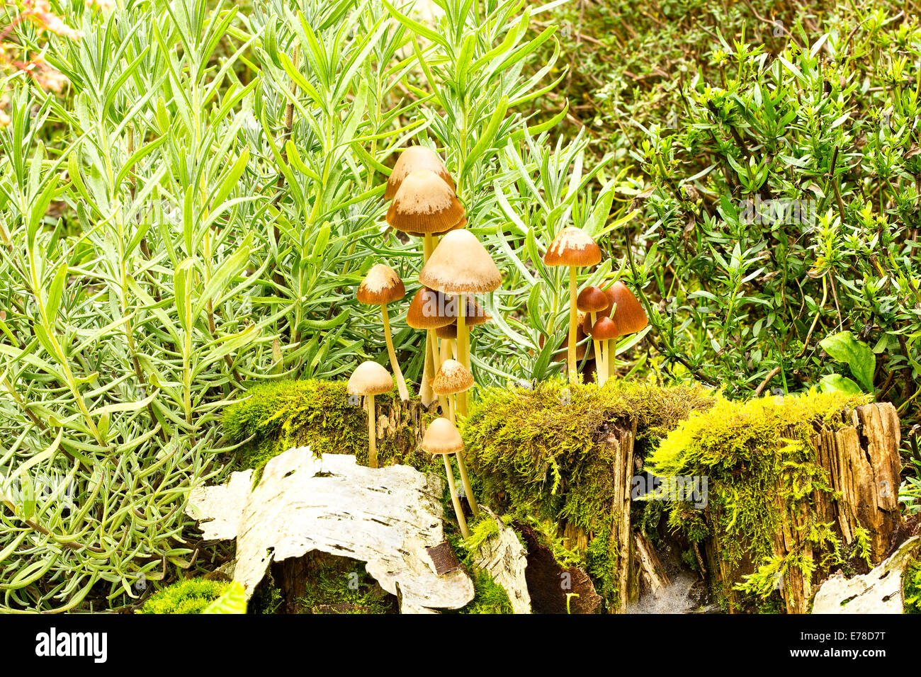 Small mushrooms Stock Photo