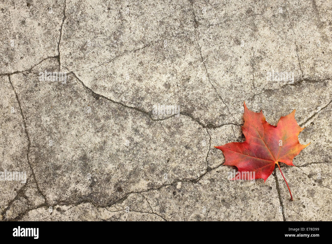 Single red fall maple leaf on an abstract cracked concrete background Stock Photo