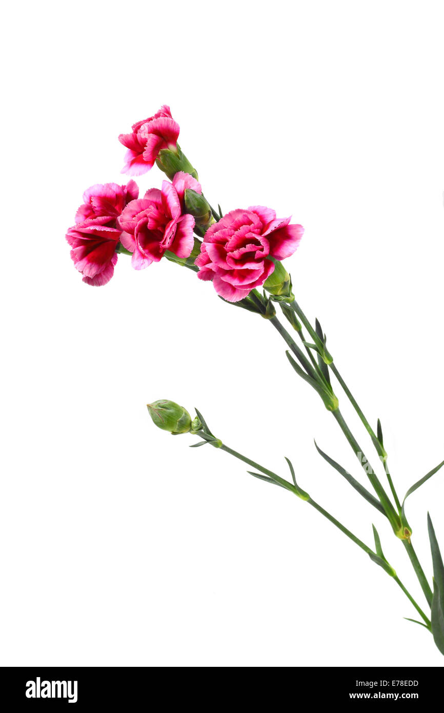 Pink carnation flowers isolated on white background Stock Photo Alamy