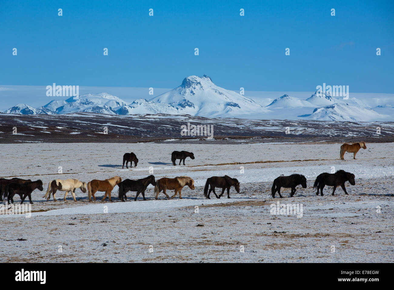 Icelandic horses near Geysir, Iceland Stock Photo