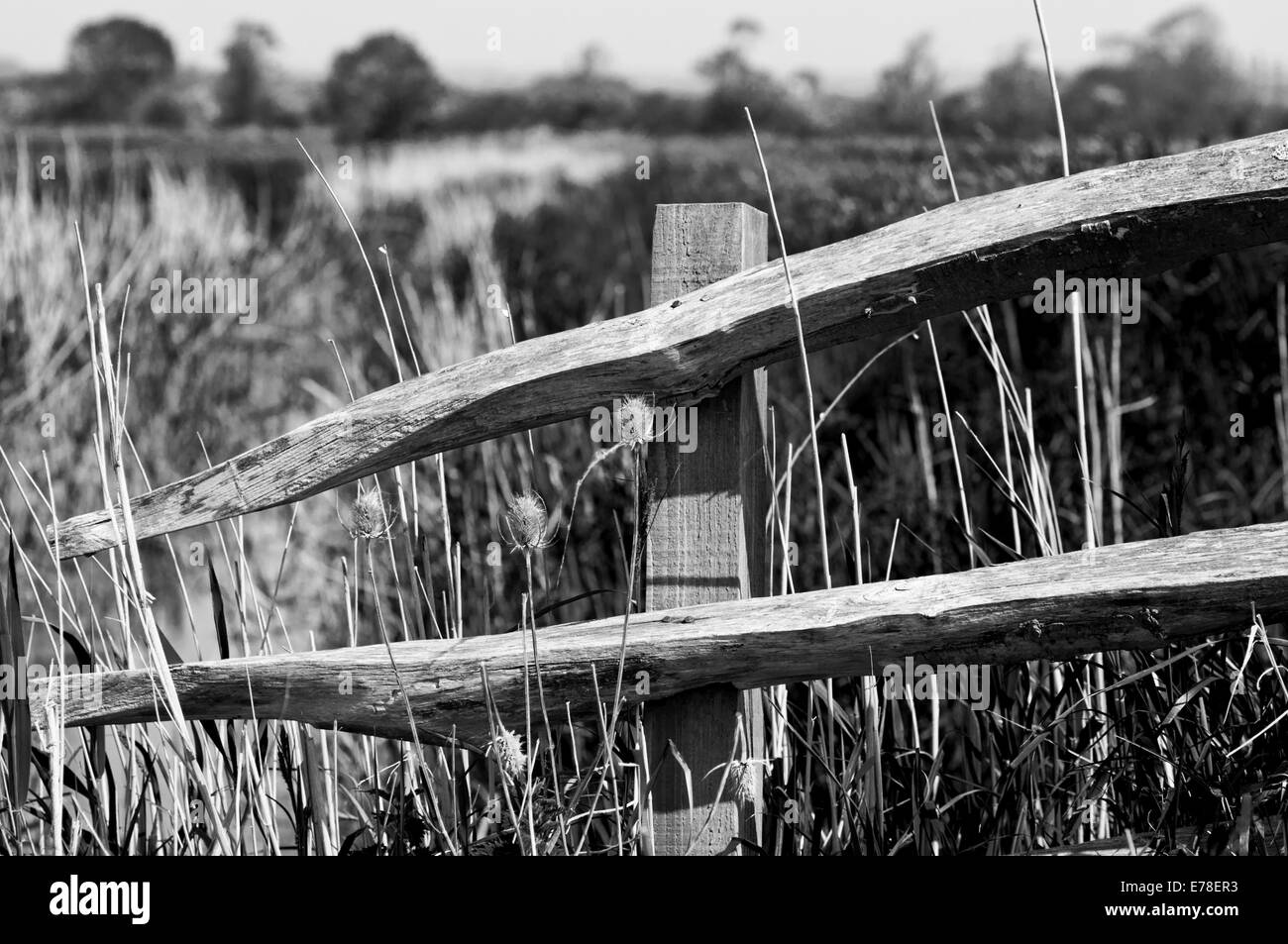 Black and white close up of a wooden fence on the edge of a reeded ditch at Amberley Stock Photo