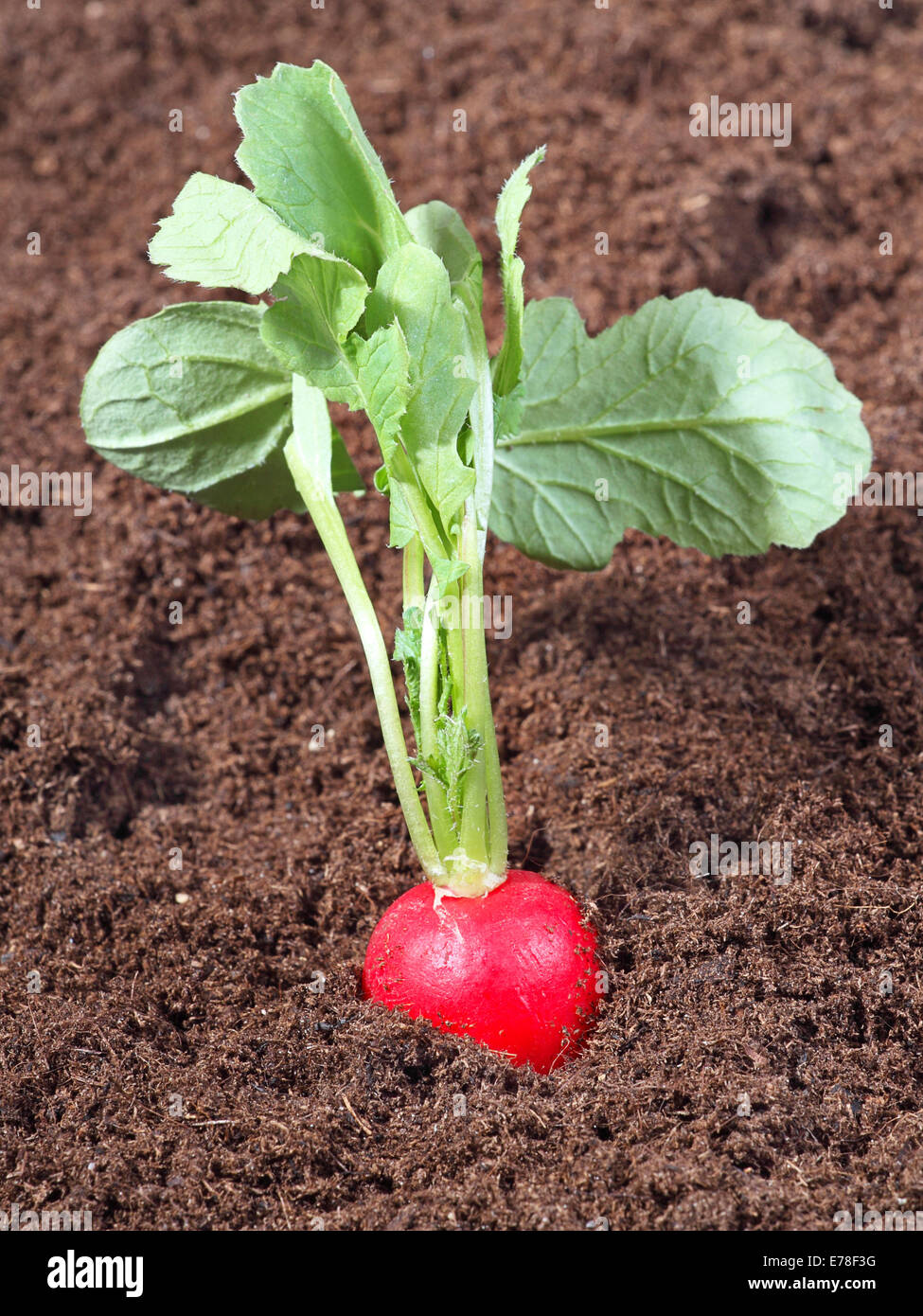 Red radish with green leaves in the ground Stock Photo Alamy